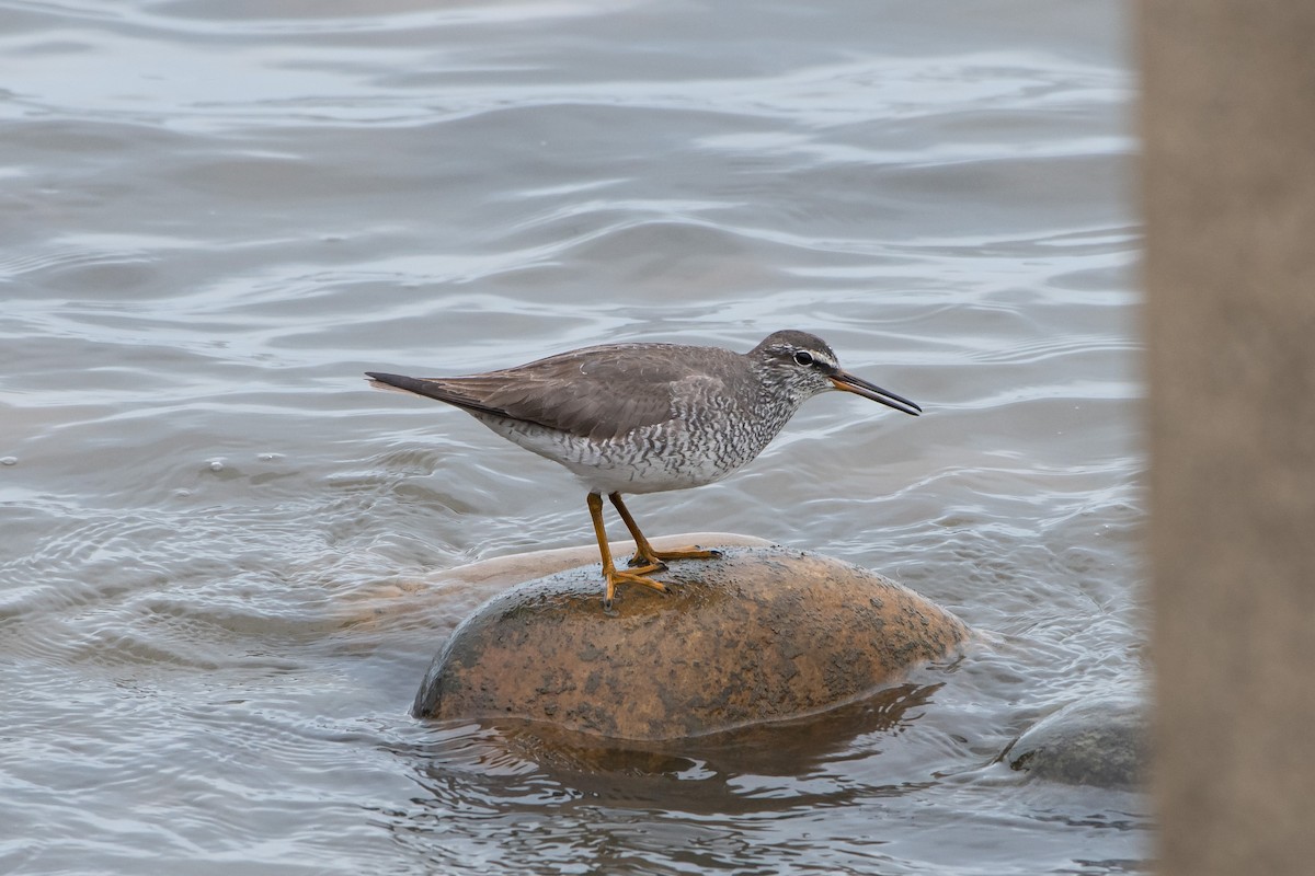 Grauschwanz-Wasserläufer - ML451462511