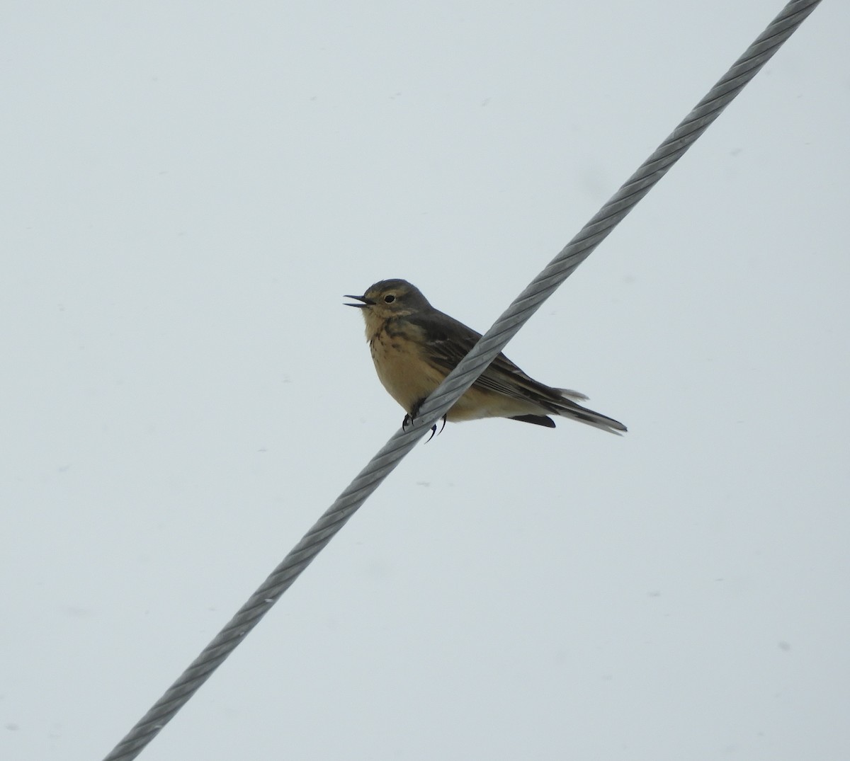 American Pipit - ML451463141