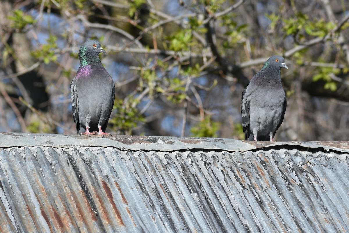 Rock Pigeon (Feral Pigeon) - ML451463471