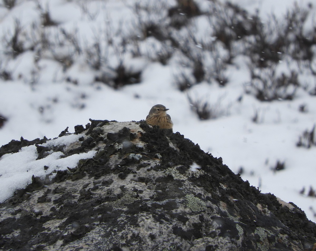 American Pipit - ML451463641