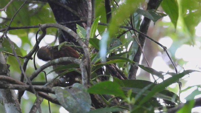 Anabate de Lawrence - ML451463751