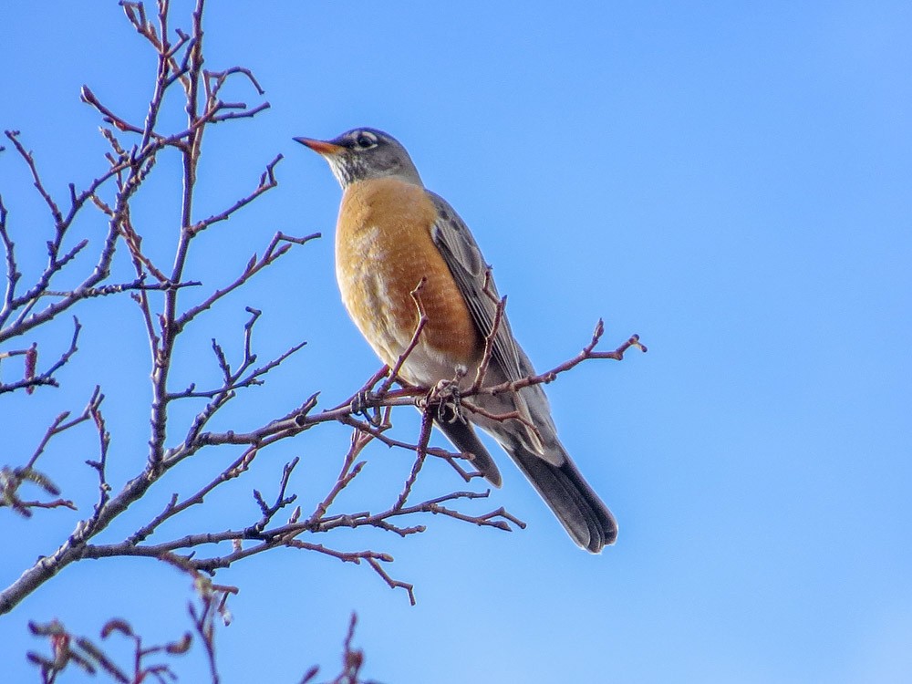 American Robin - ML45146391