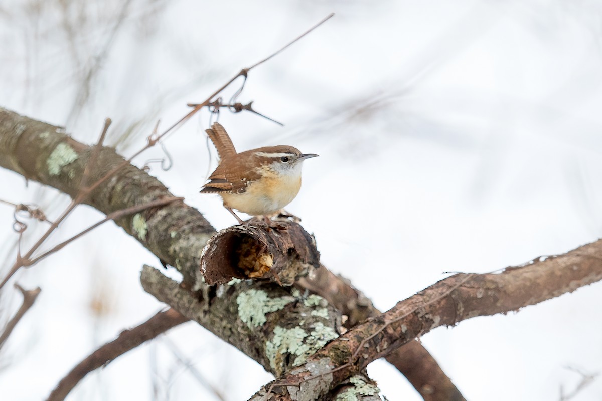 Carolina Wren - ML45146411