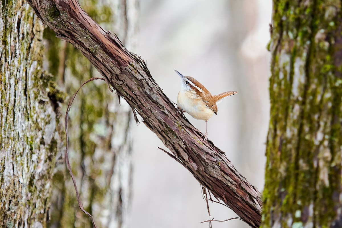 Carolina Wren - ML45146421