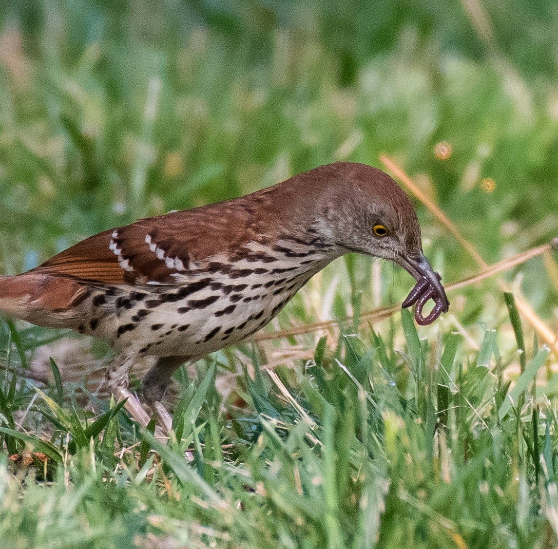Brown Thrasher - ML451464991