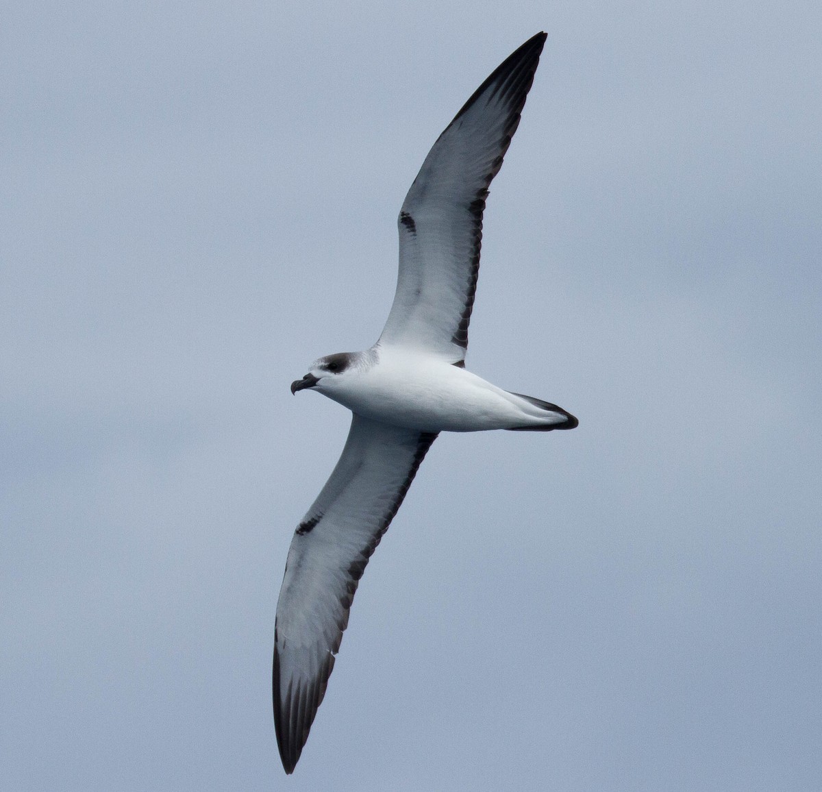 Petrel de las Juan Fernández - ML45146551