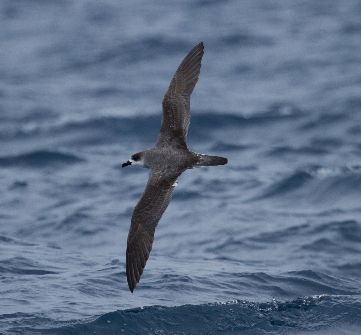 Petrel de las Juan Fernández - ML45146601