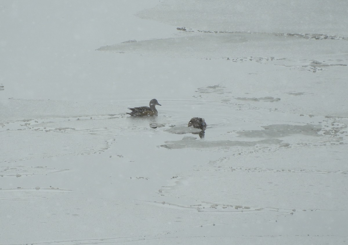 American Wigeon - ML451466441