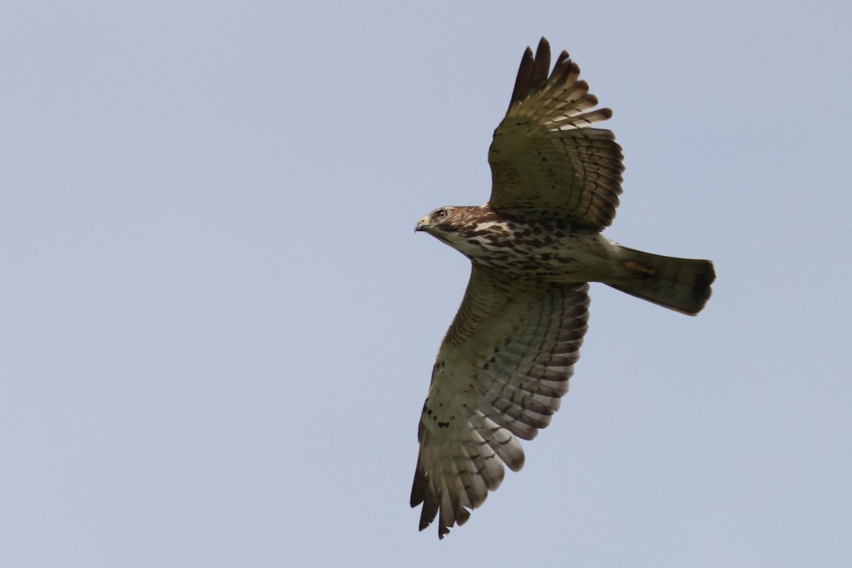 Broad-winged Hawk - Tim Lenz