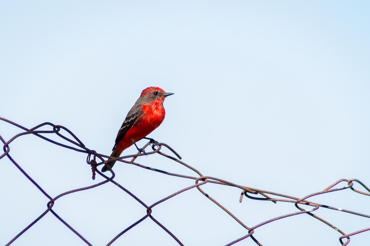 Vermilion Flycatcher - ML451466951