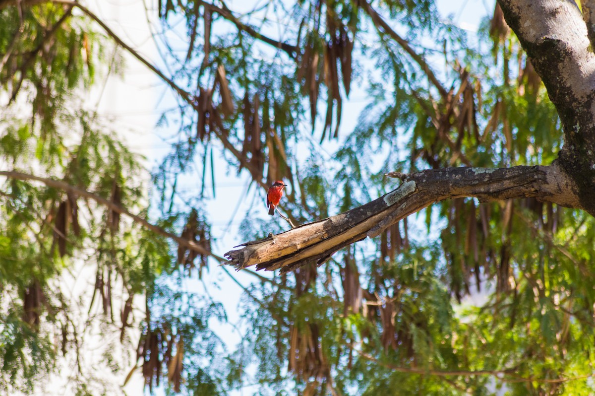 Vermilion Flycatcher - ML451466961