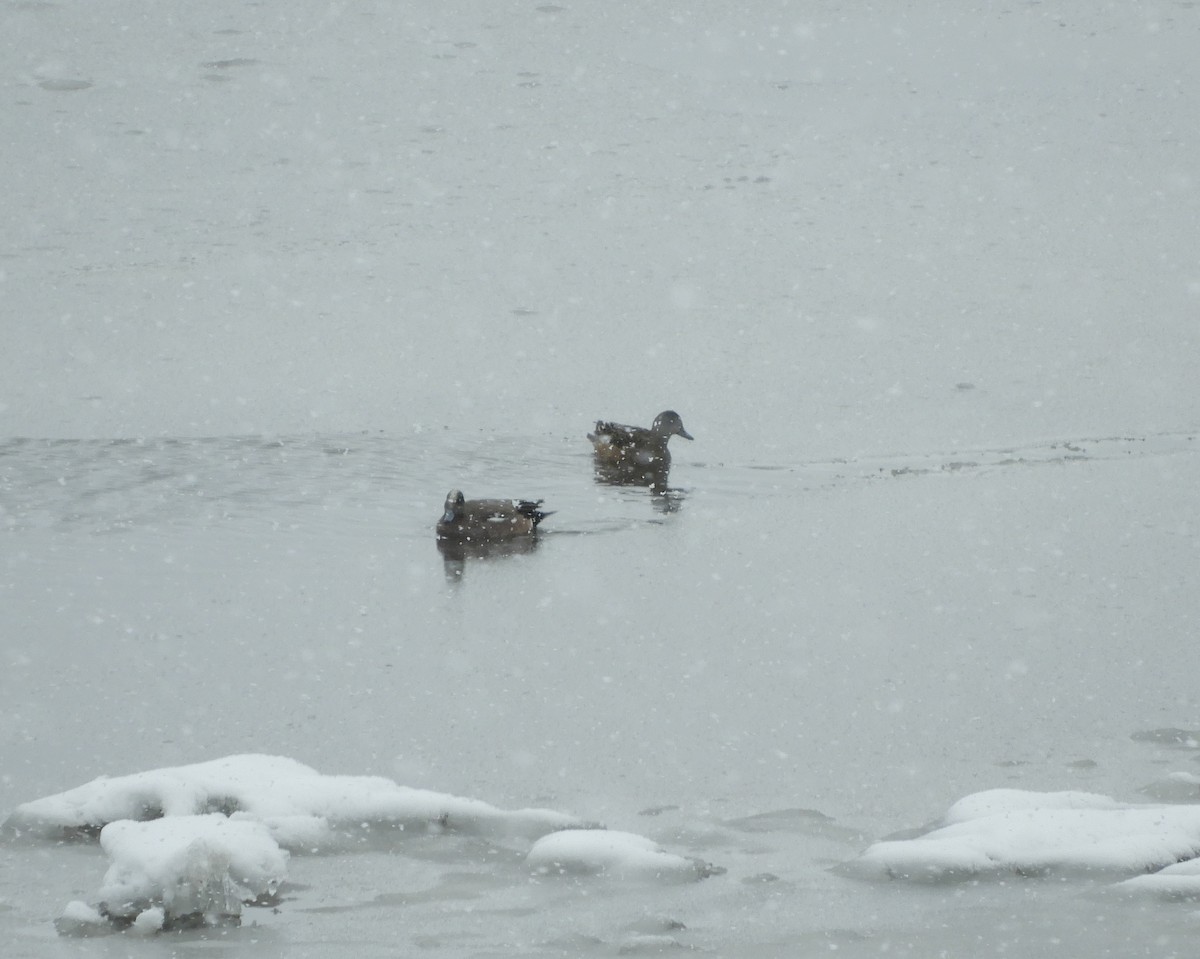 American Wigeon - ML451467071