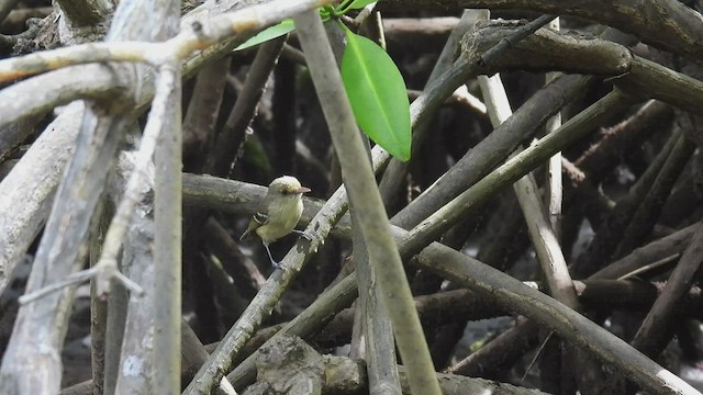 Mangrove Vireo - ML451467081