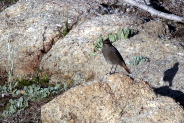 Black Redstart - ML45146721