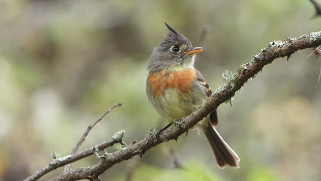 ムネアカエボシタイランチョウ - ML451467601