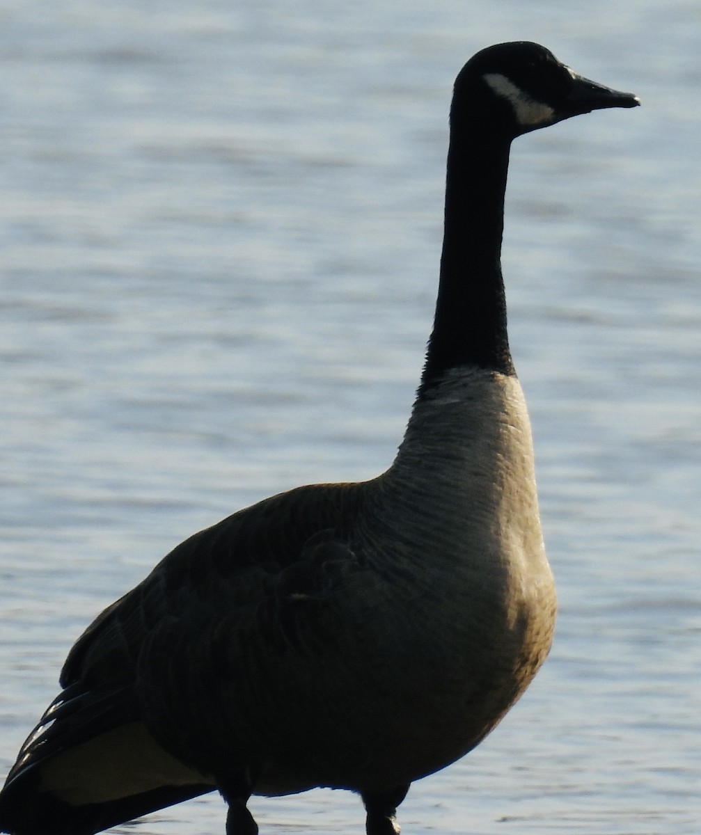 Canada Goose - ML451467831