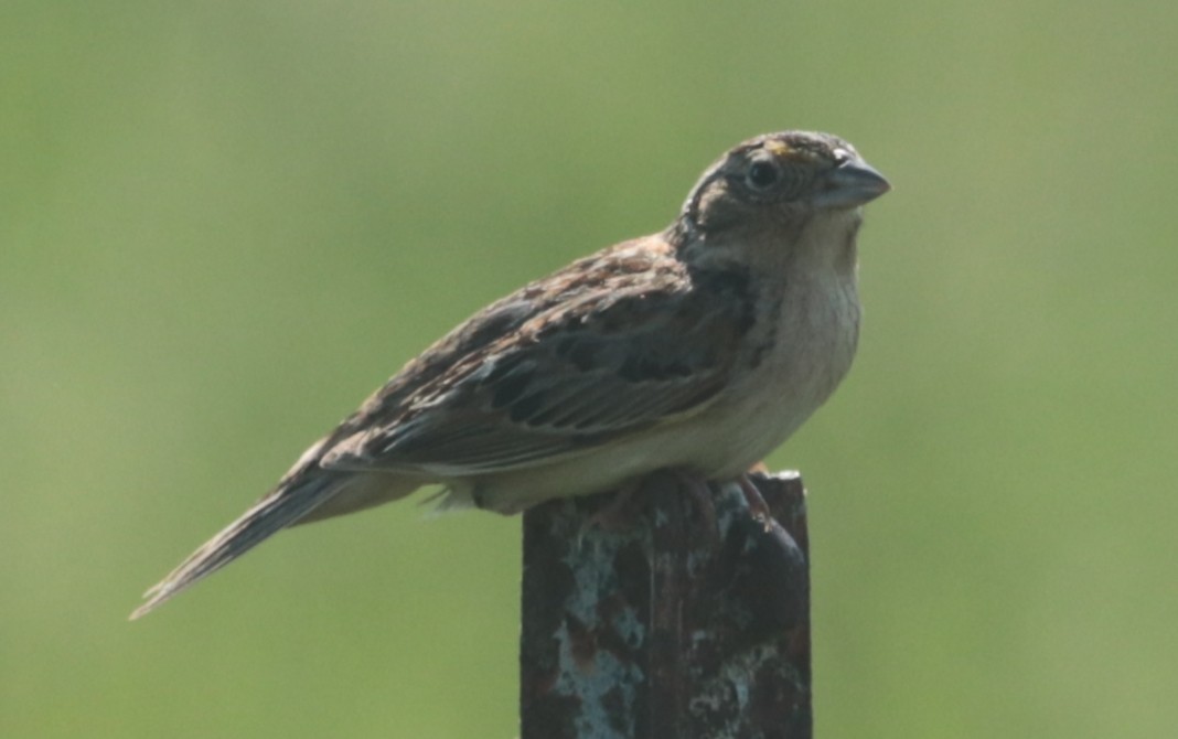 Grasshopper Sparrow - ML451467991