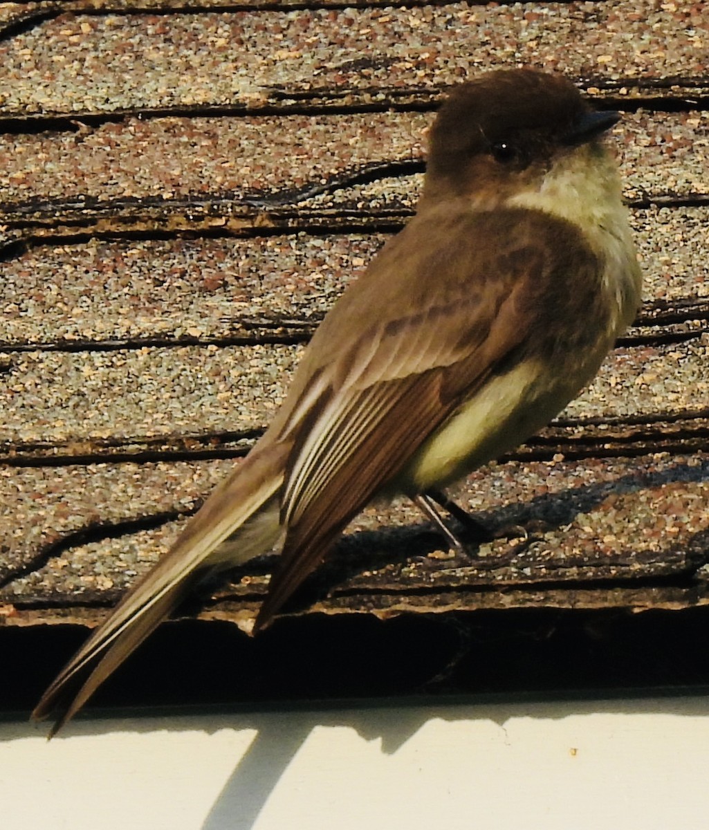 Eastern Phoebe - ML451468351