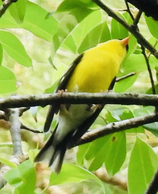 American Goldfinch - ML451468591