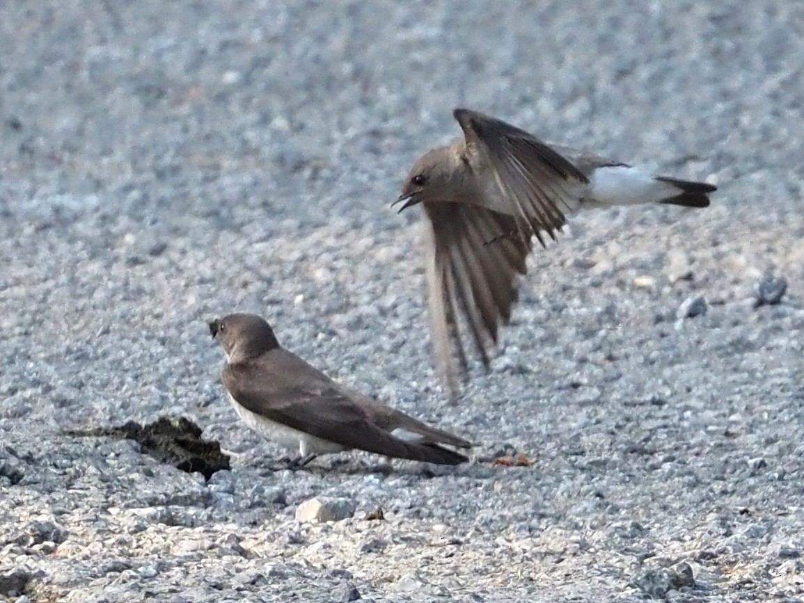 Northern Rough-winged Swallow - ML451469561
