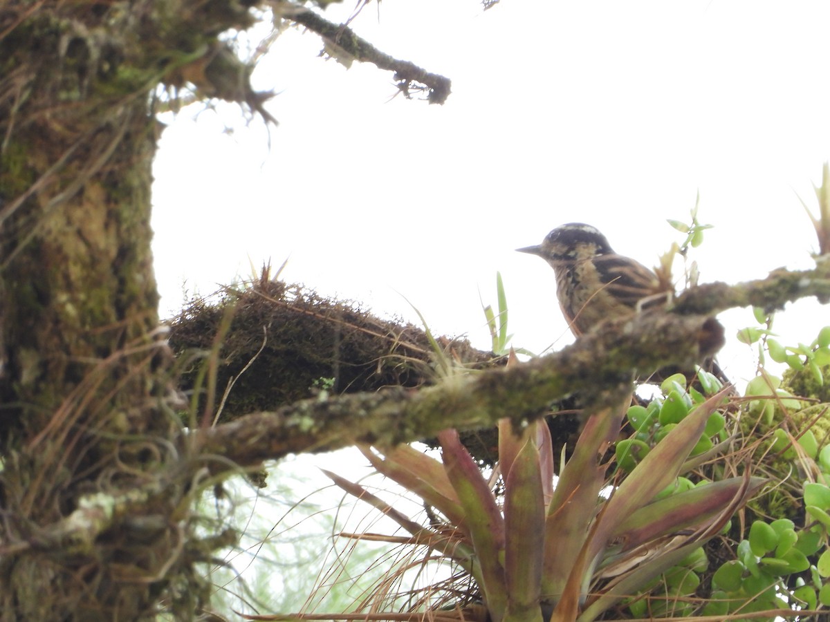 Hairy Woodpecker (South Mexican) - Isain Contreras