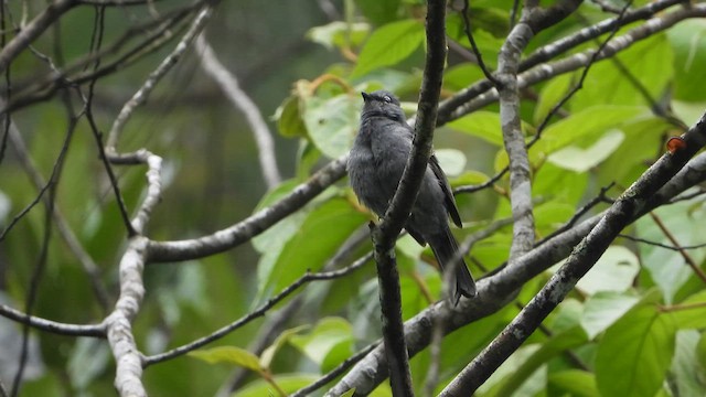 Slate-colored Solitaire - ML451470331