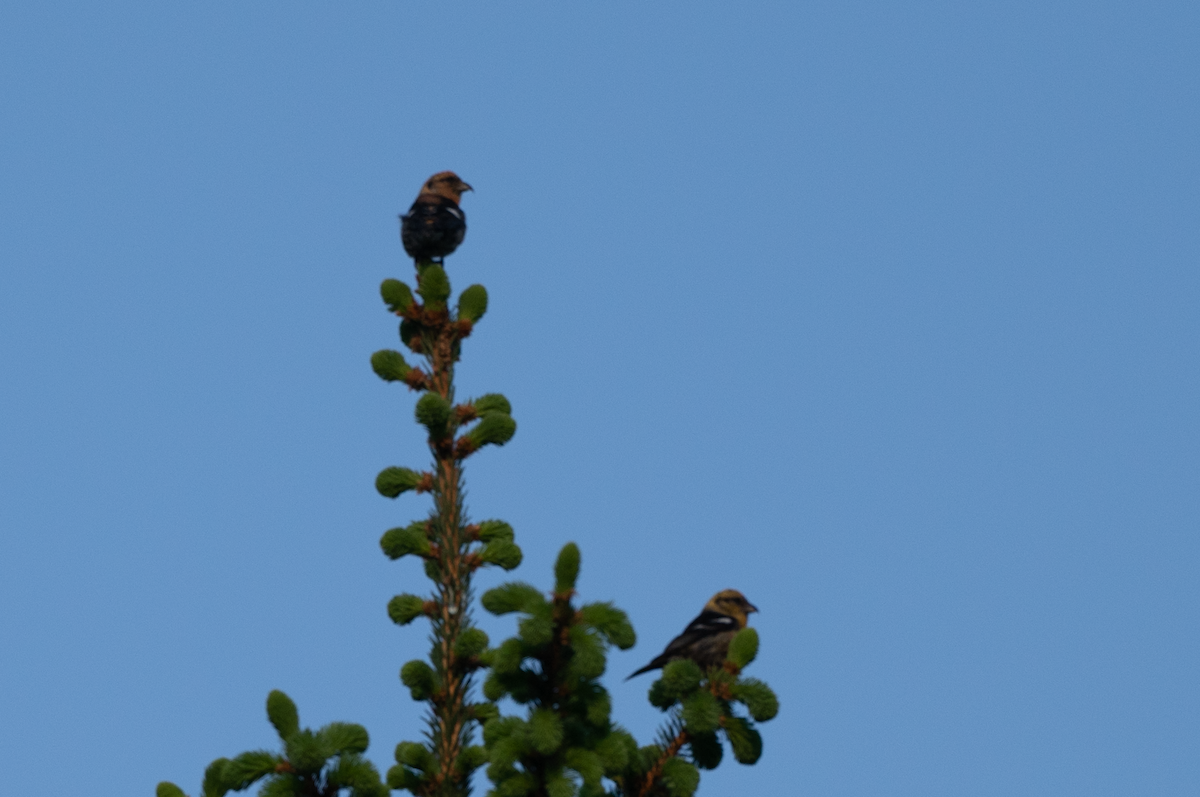 White-winged Crossbill - Jeff  Bahls