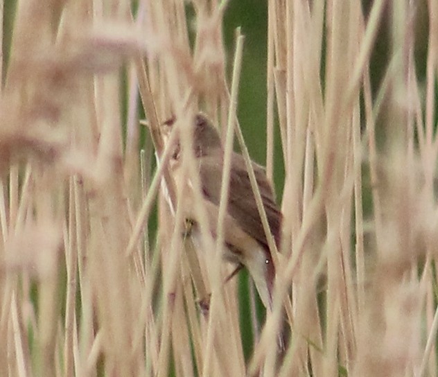 Common Reed Warbler - Shane Weisz
