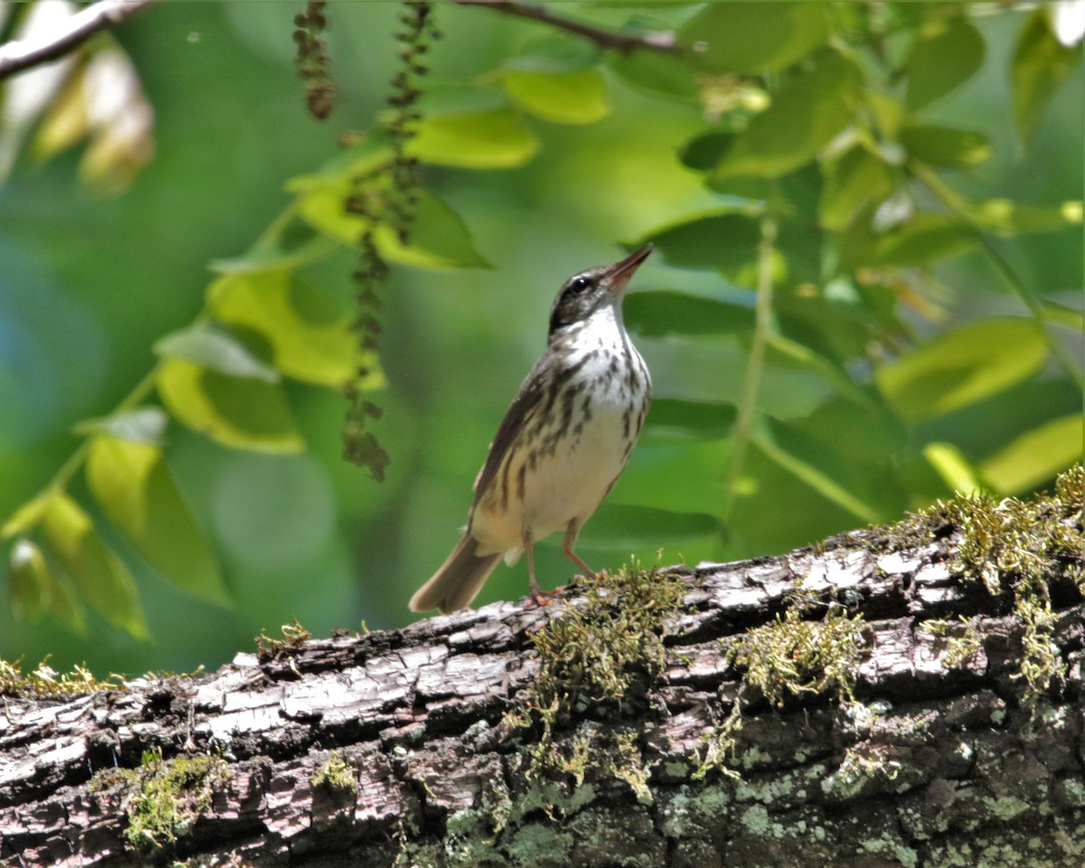 Louisiana Waterthrush - Rick Kittinger