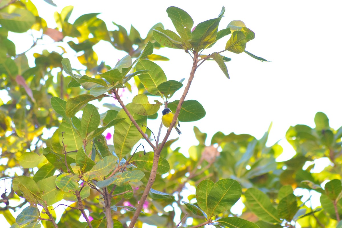 Common Tody-Flycatcher - ML451472111