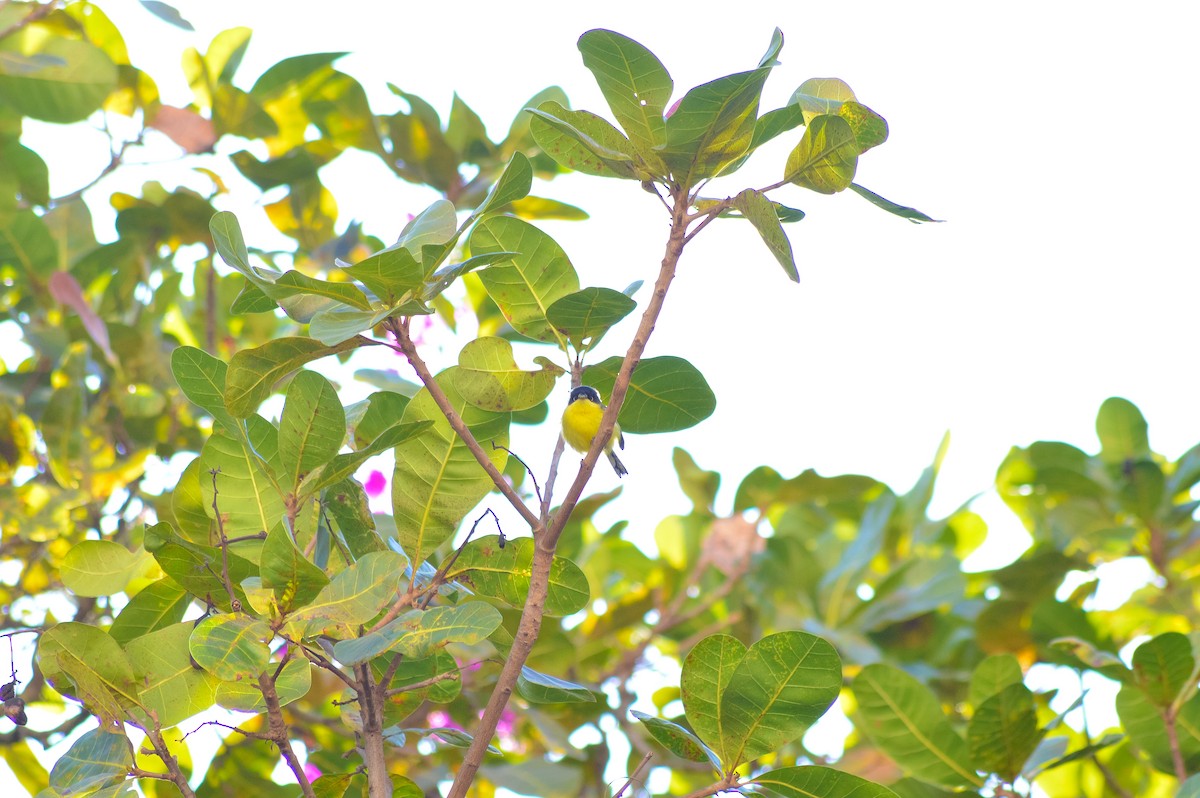 Common Tody-Flycatcher - ML451472121