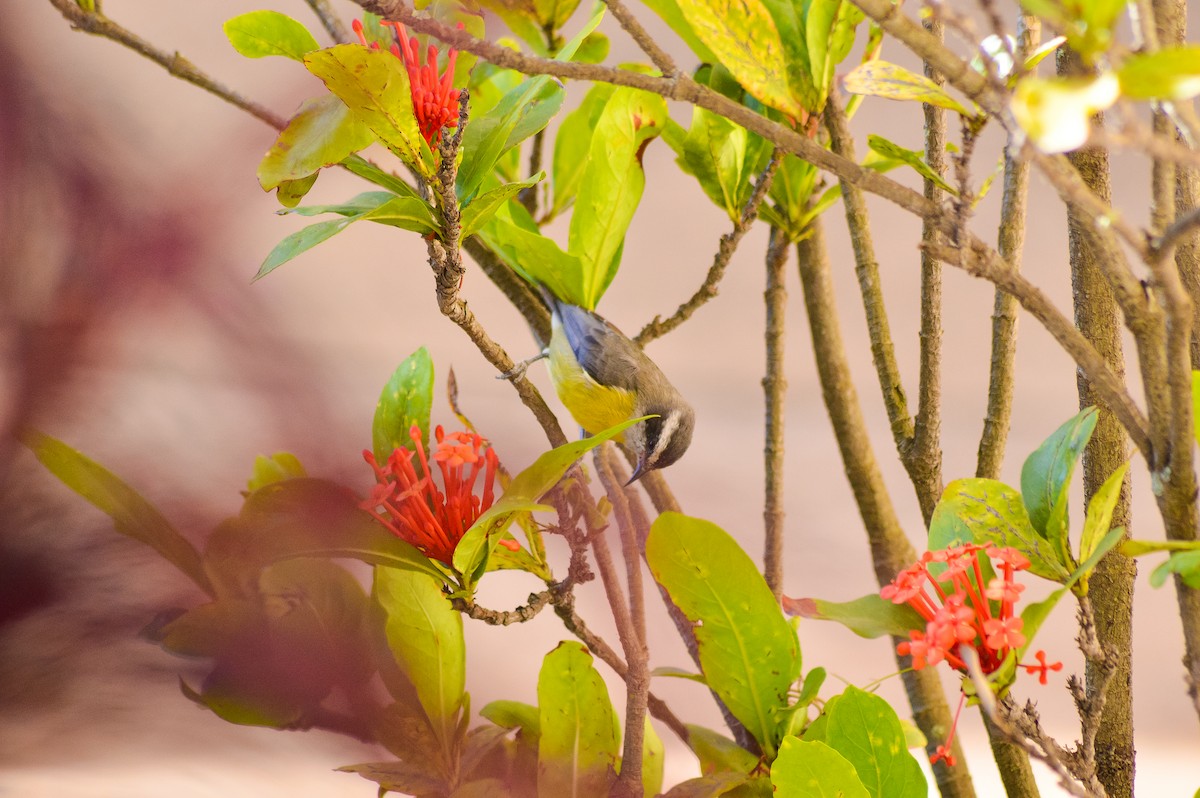 Bananaquit - Renato Toledo