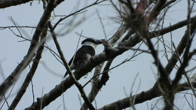 White-necked Puffbird - ML451473891