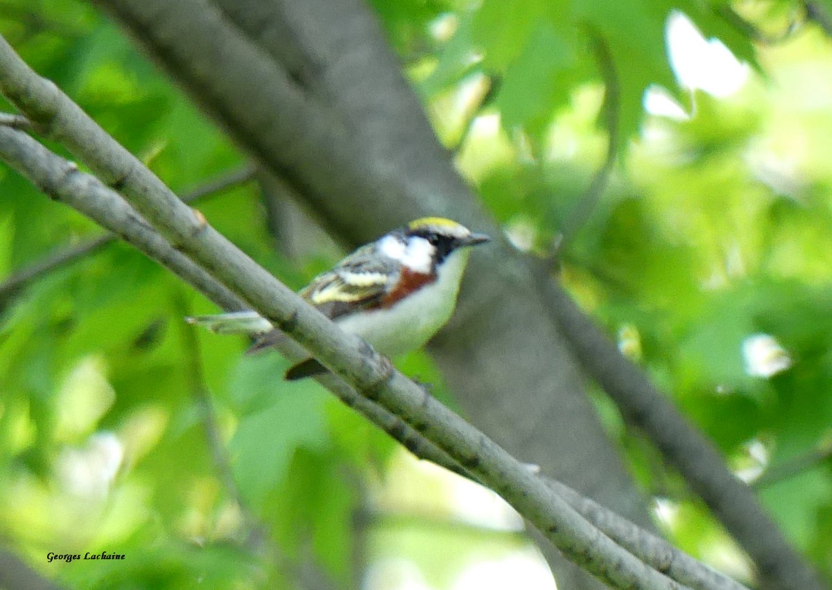 Chestnut-sided Warbler - ML451475141