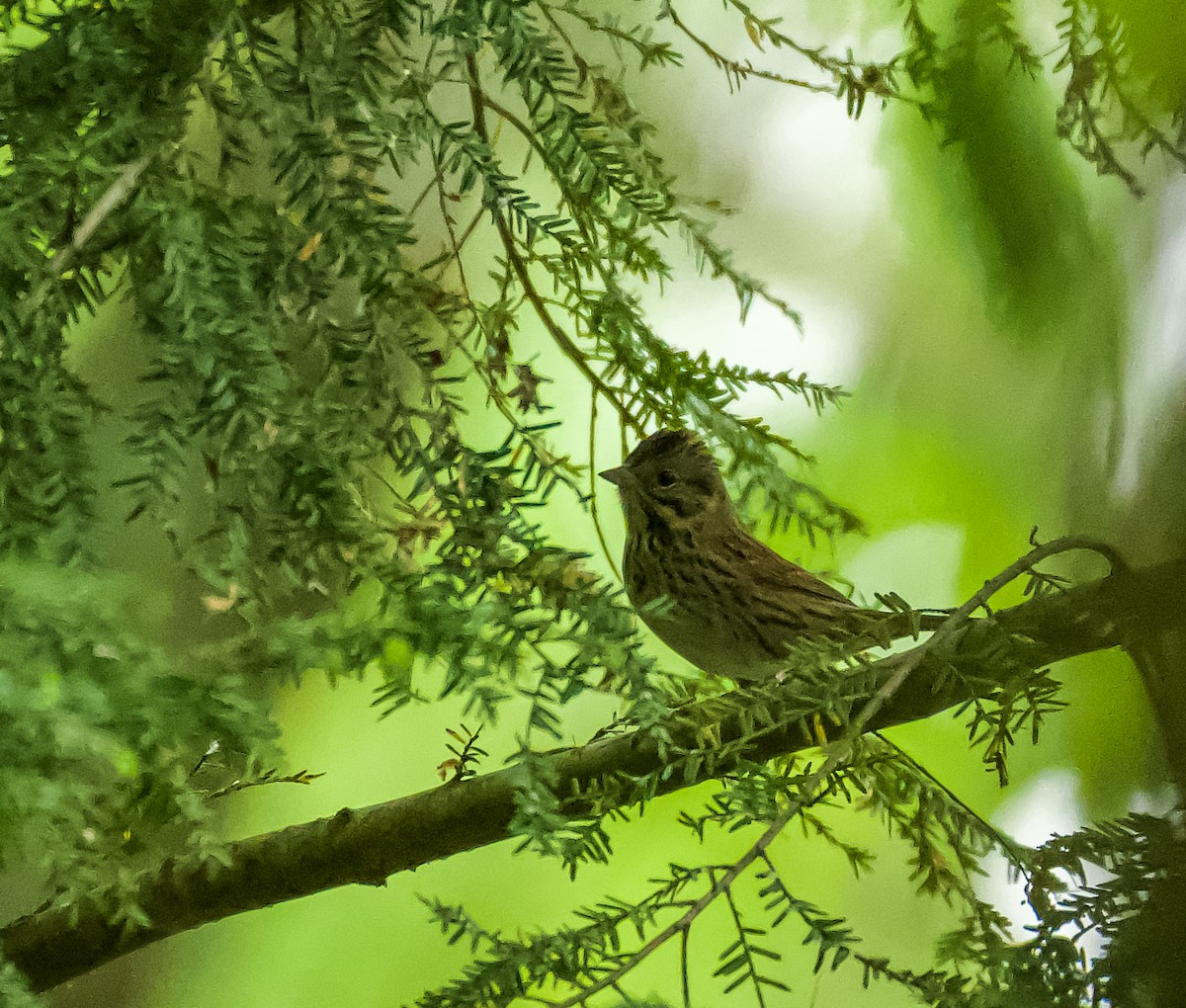 Lincoln's Sparrow - ML451475251