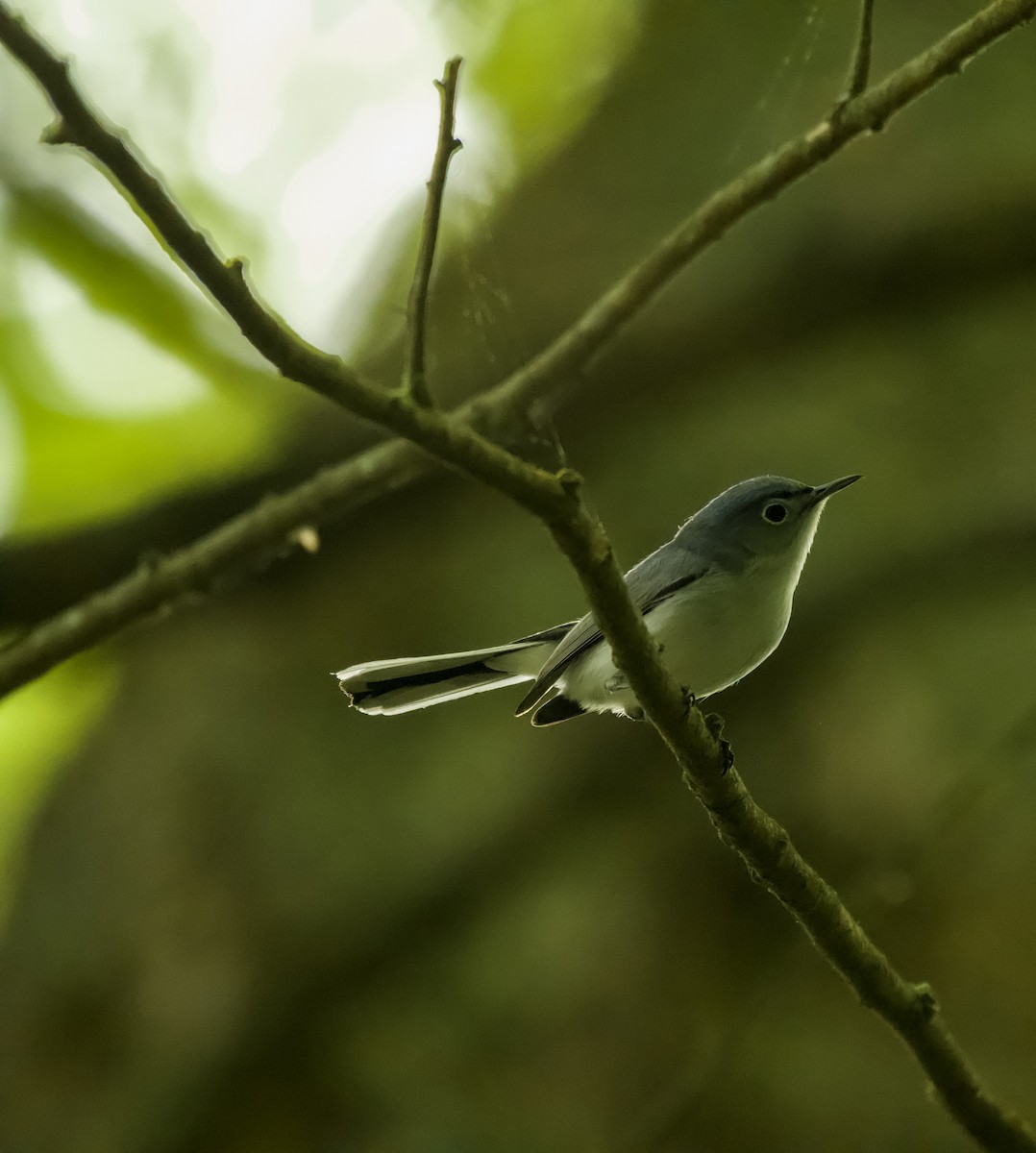 Blue-gray Gnatcatcher - ML451475511