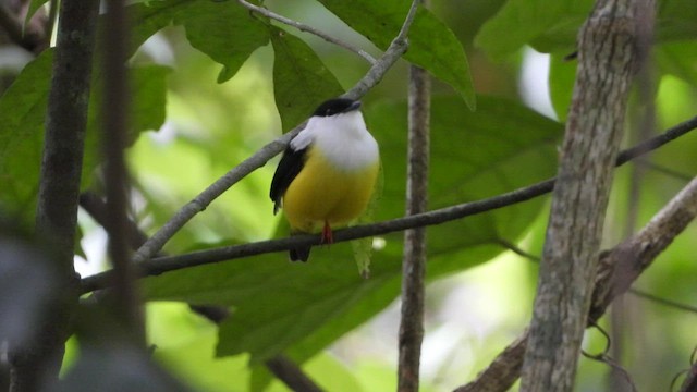 White-collared Manakin - ML451476151