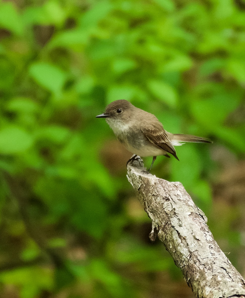 Eastern Phoebe - ML451476421