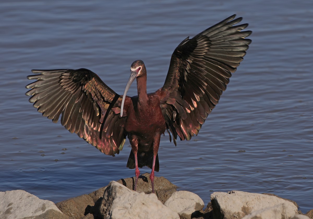 White-faced Ibis - ML451478291