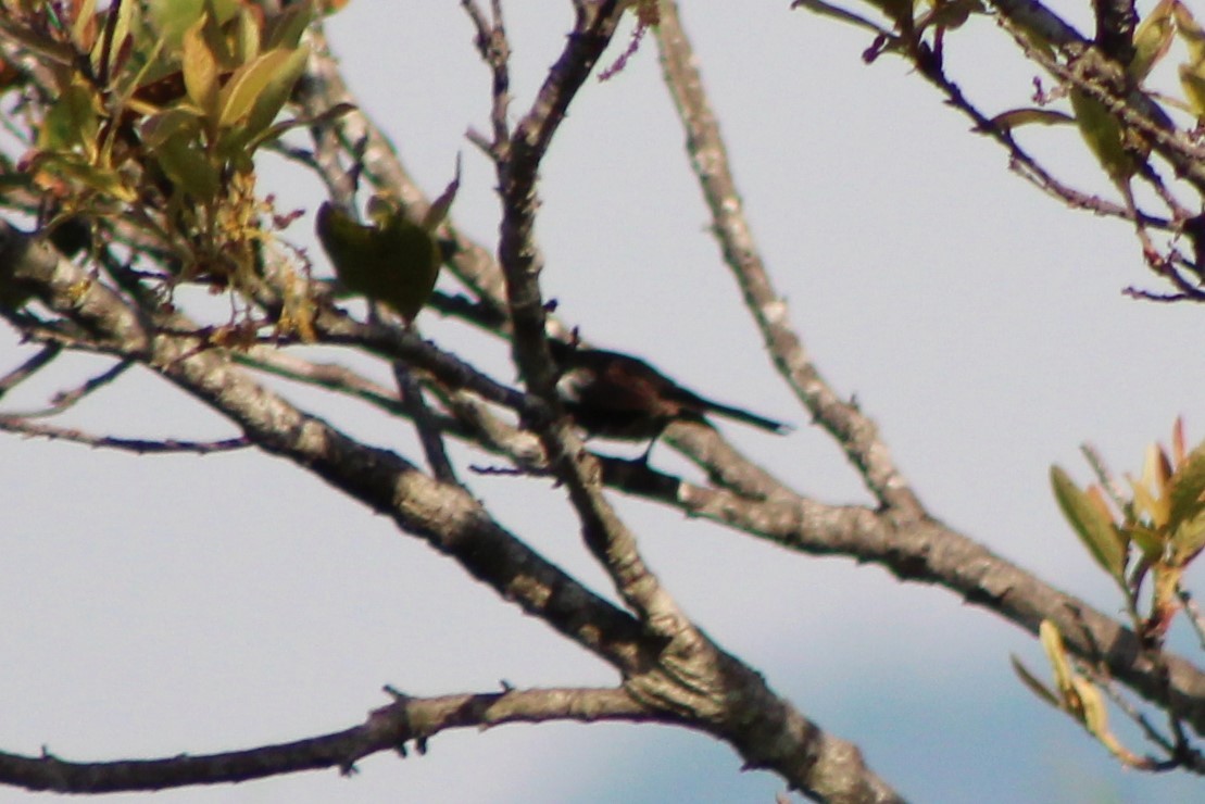 Painted Redstart - ML451479181