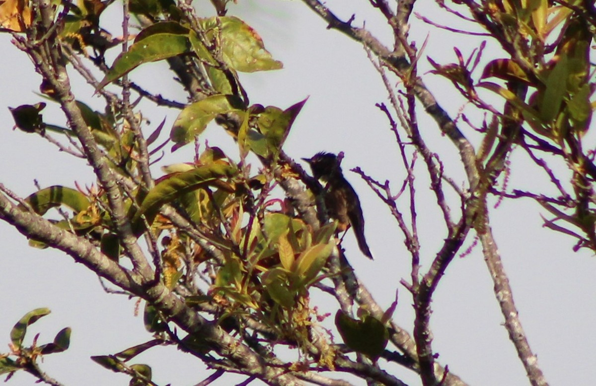 Painted Redstart - ML451479221