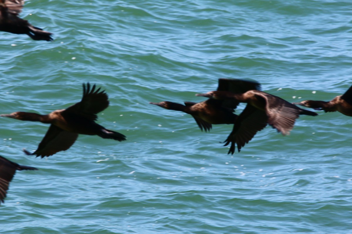 Pelagic Cormorant - ML451479421