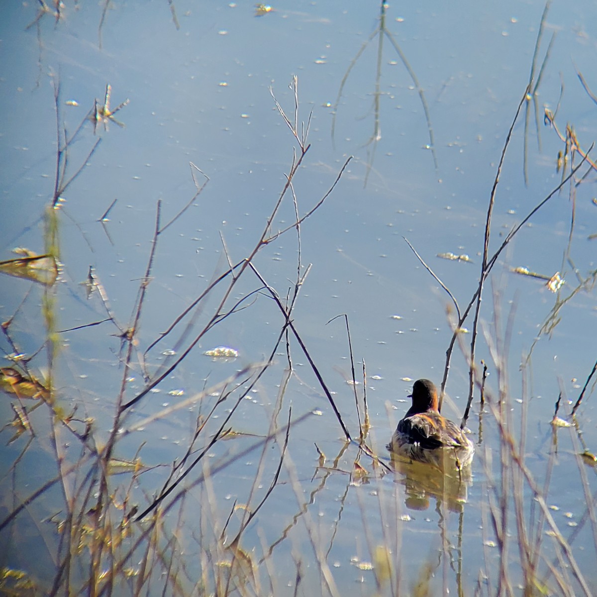 Red-necked Phalarope - ML451480541