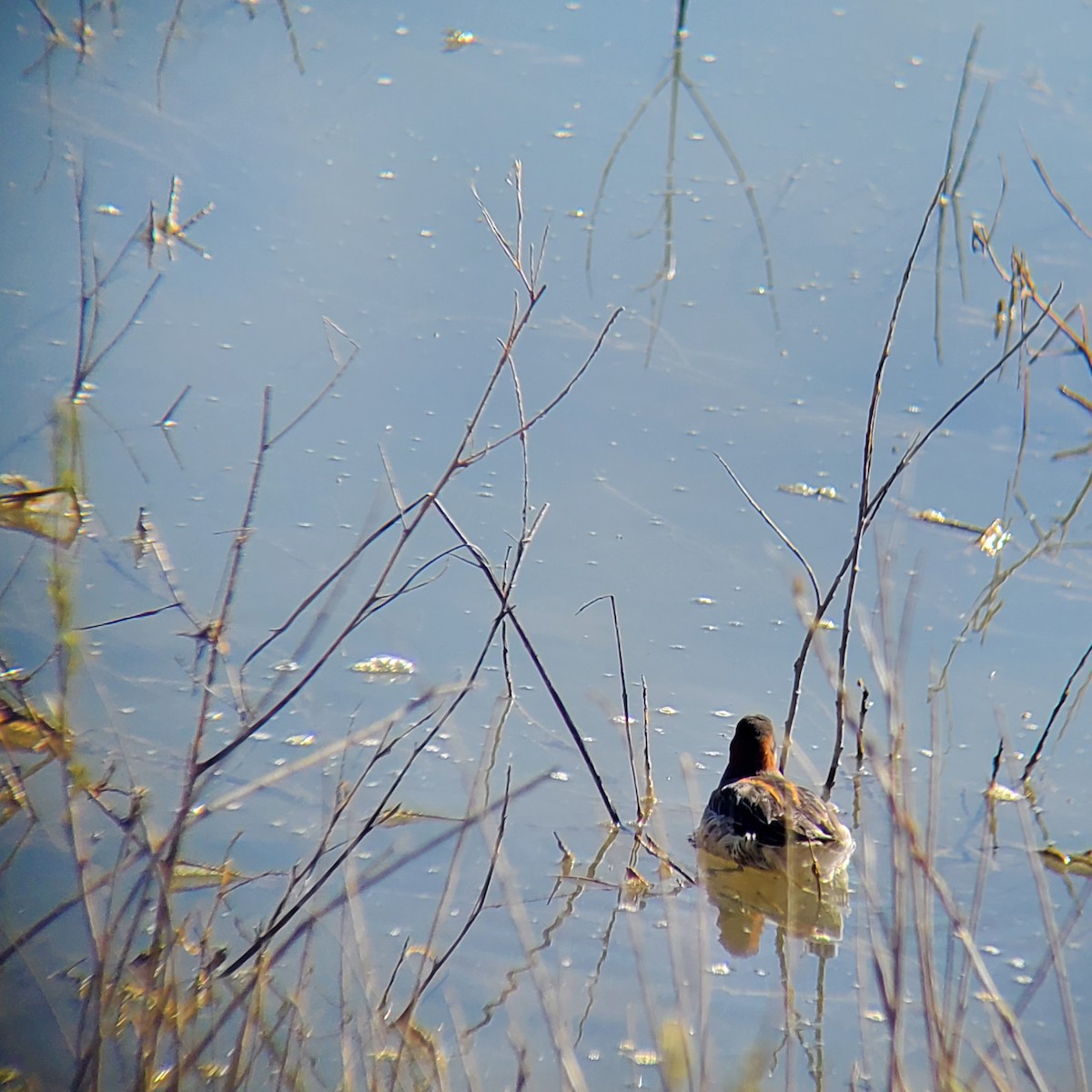 Red-necked Phalarope - ML451480551