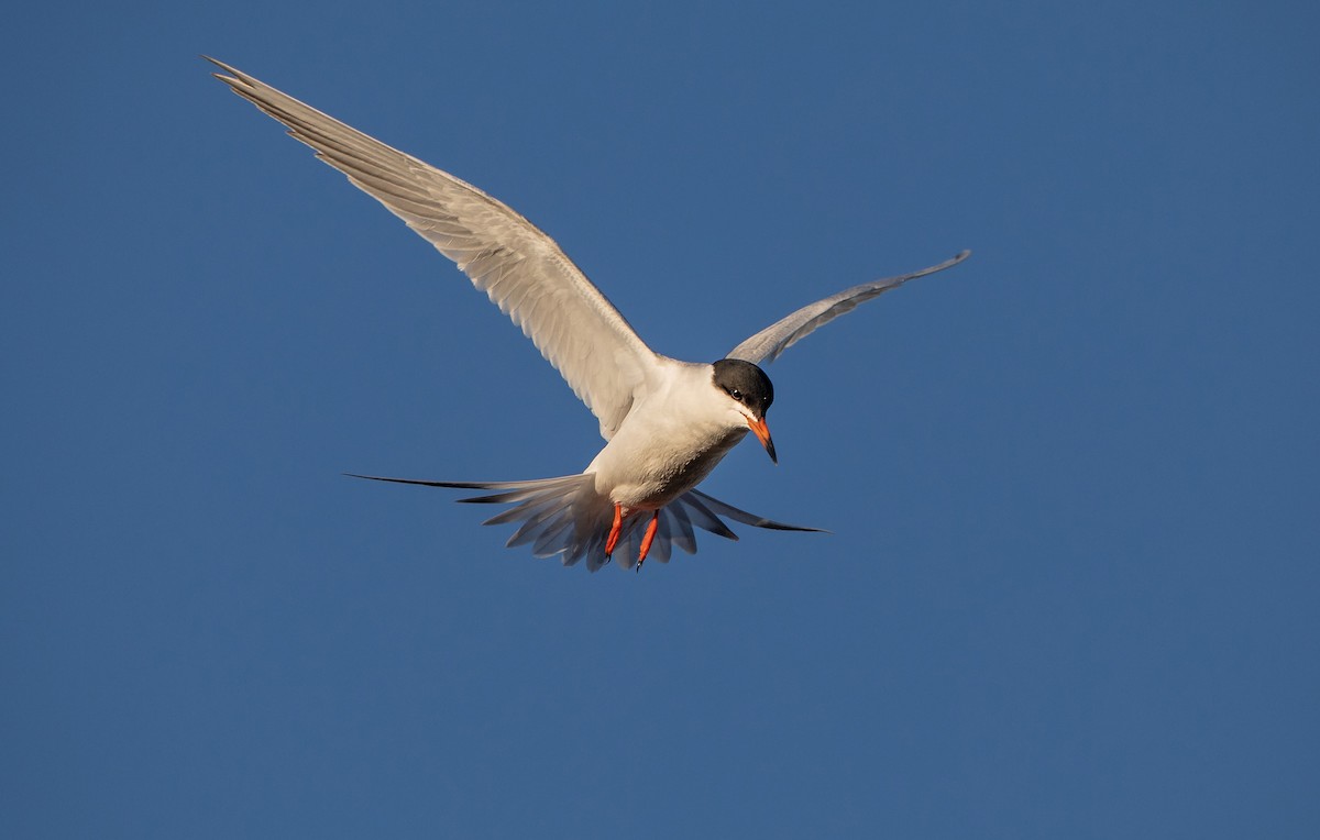 Forster's Tern - ML451481141