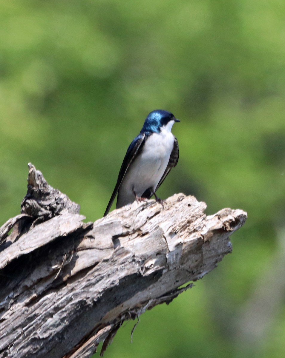 Tree Swallow - ML451481261