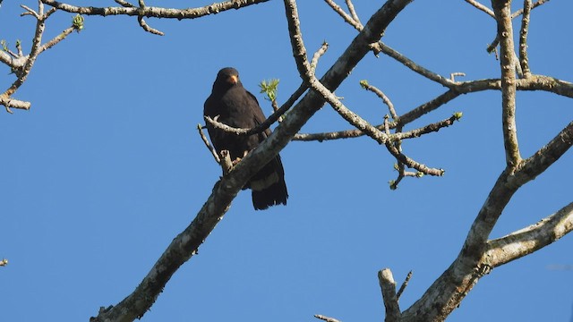 Common Black Hawk - ML451481621