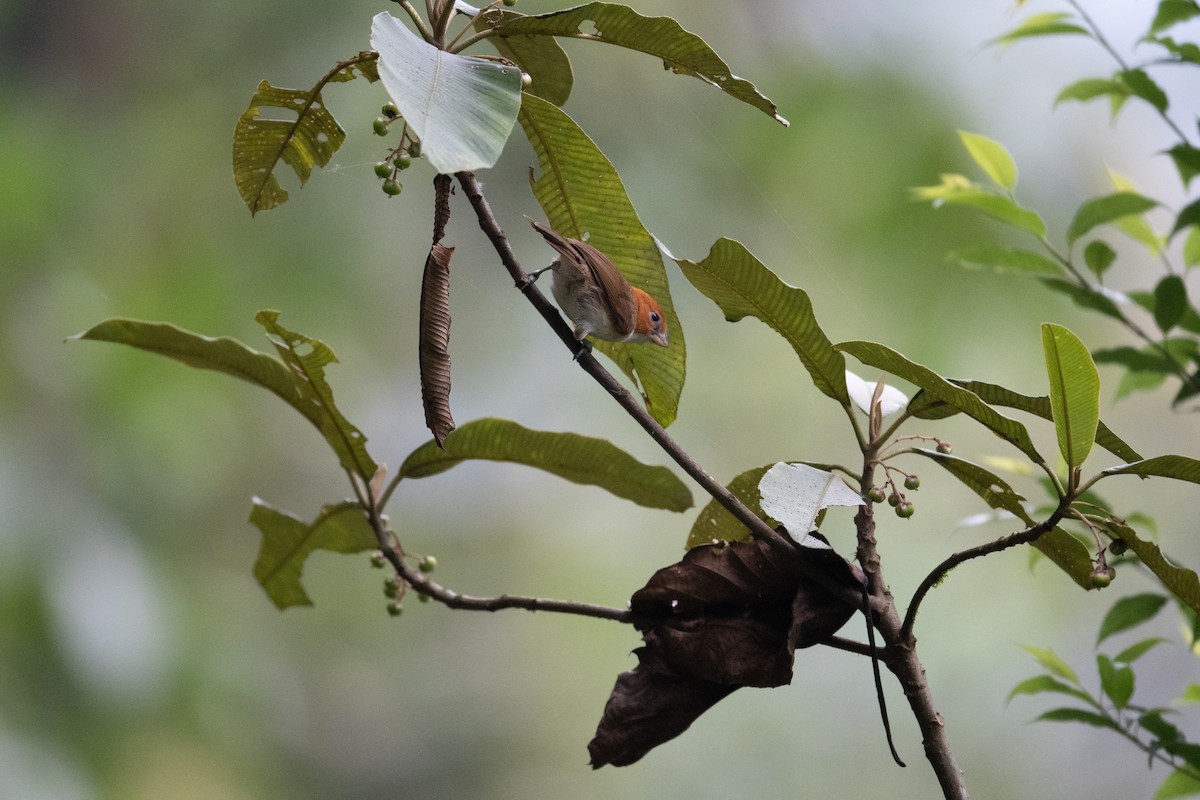 White-breasted Parrotbill - Charles Thomas