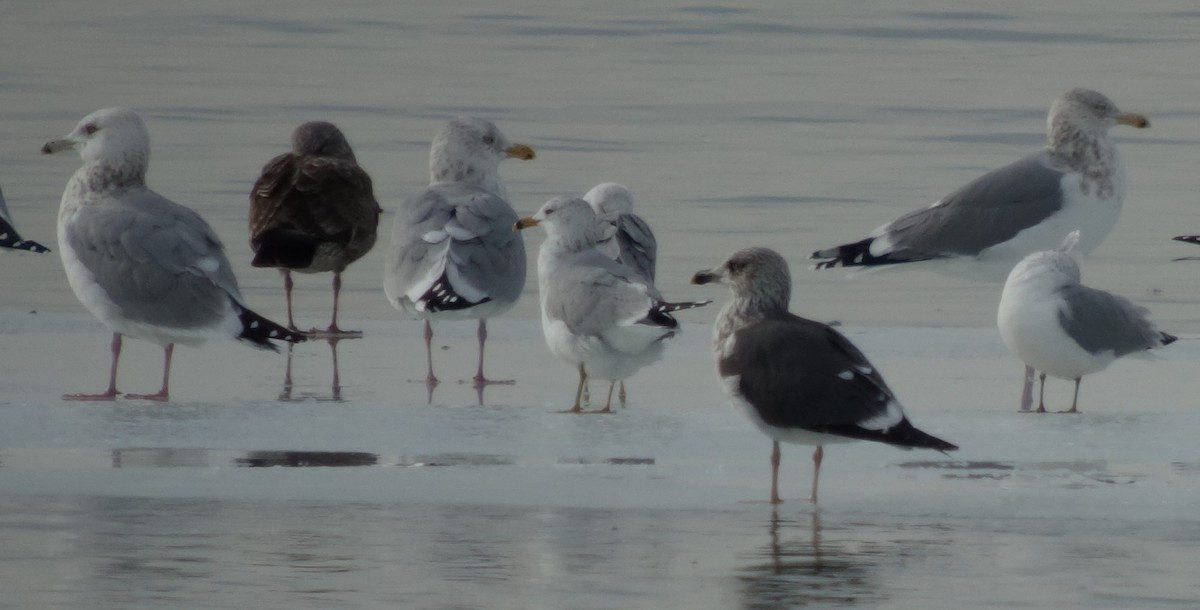 Lesser Black-backed Gull - Gregg Dashnau