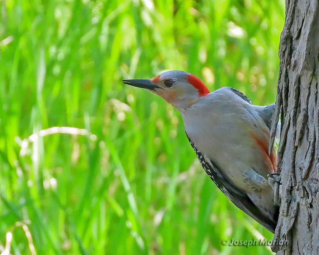 Red-bellied Woodpecker - Joseph Morlan